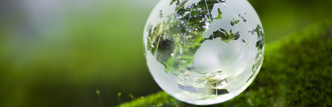 Glass globe on mossy tree branch.